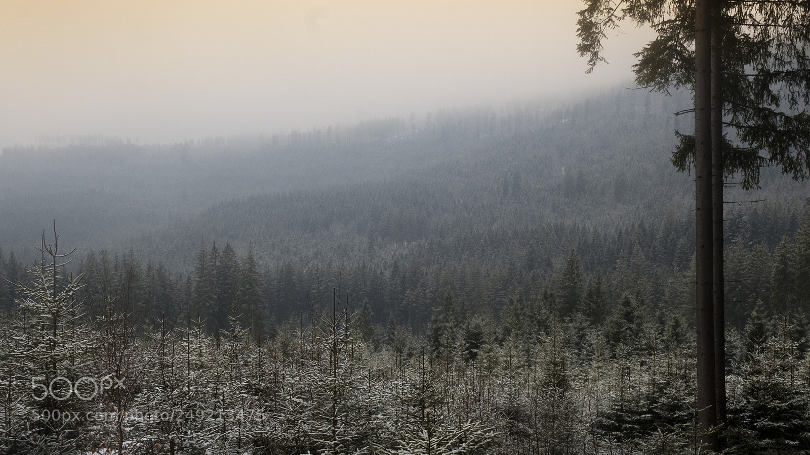 Fujifilm X-T20 sample photo. Bavarian forest in the photography