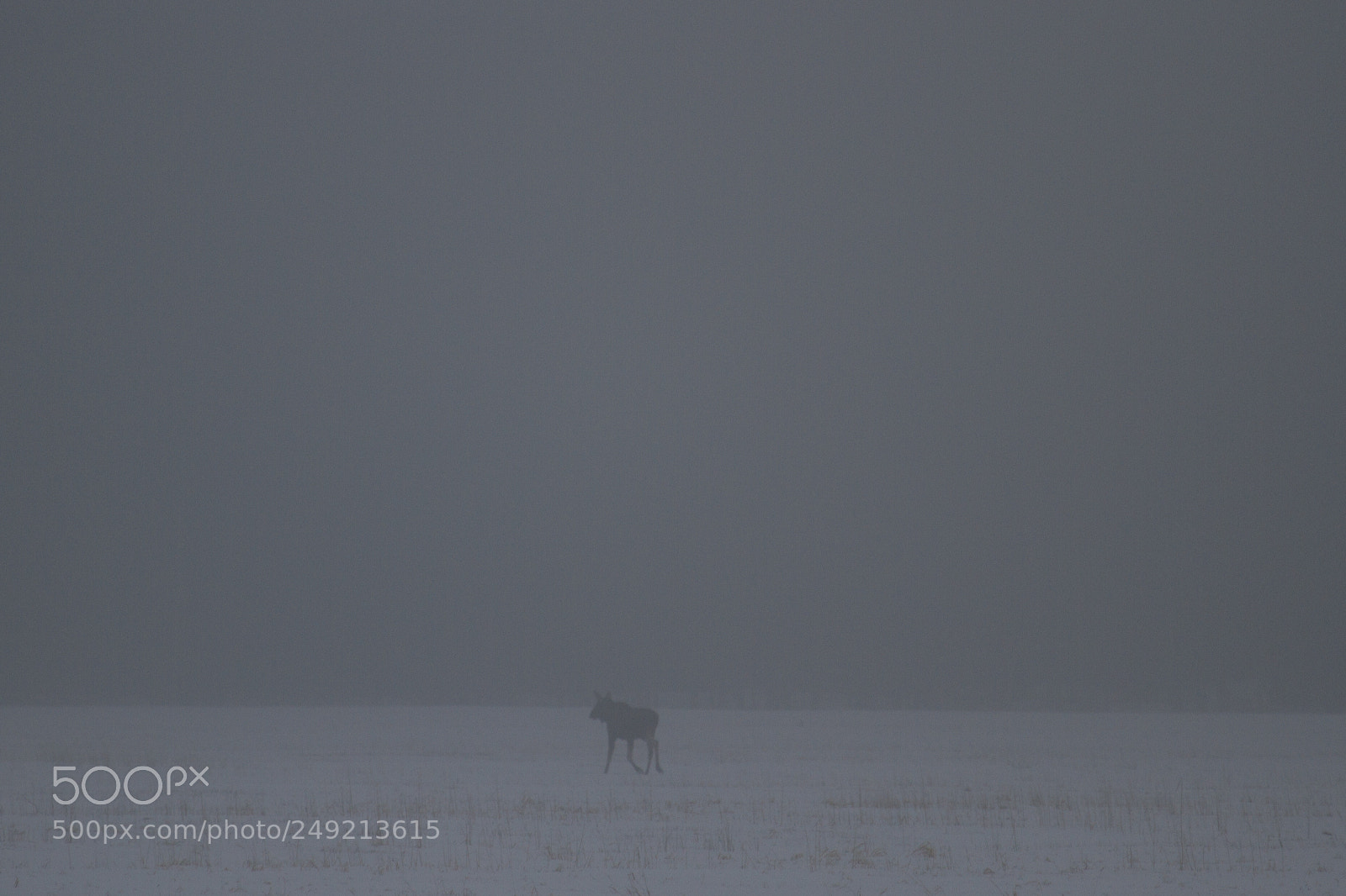 Canon EOS 7D sample photo. Foggy elk photography