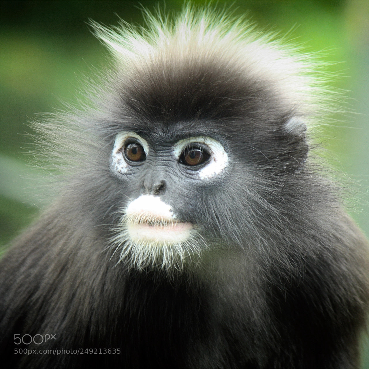 Canon EOS 1000D (EOS Digital Rebel XS / EOS Kiss F) sample photo. Dusky leaf monkey photography
