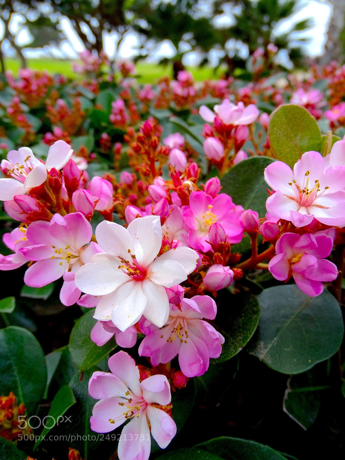 Sony Cyber-shot DSC-HX400V sample photo. Beauty is everywhere. photography