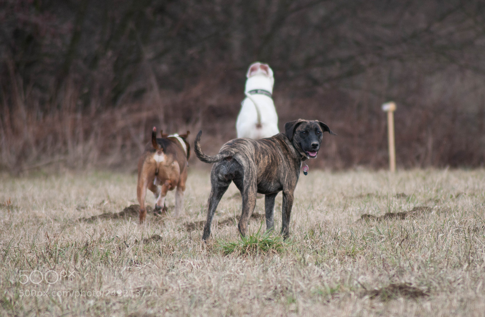 Nikon D300S sample photo. Roxy photography