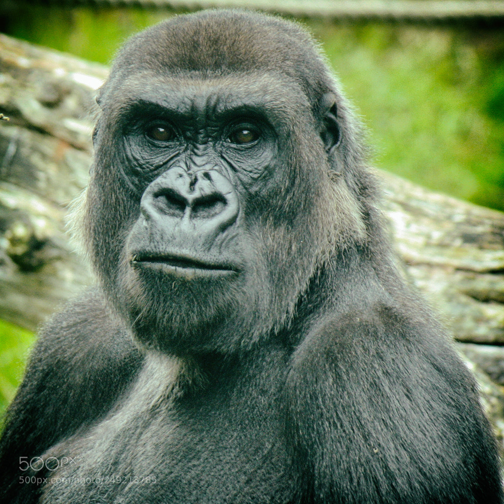 Canon EOS 1000D (EOS Digital Rebel XS / EOS Kiss F) sample photo. Gorilla photography