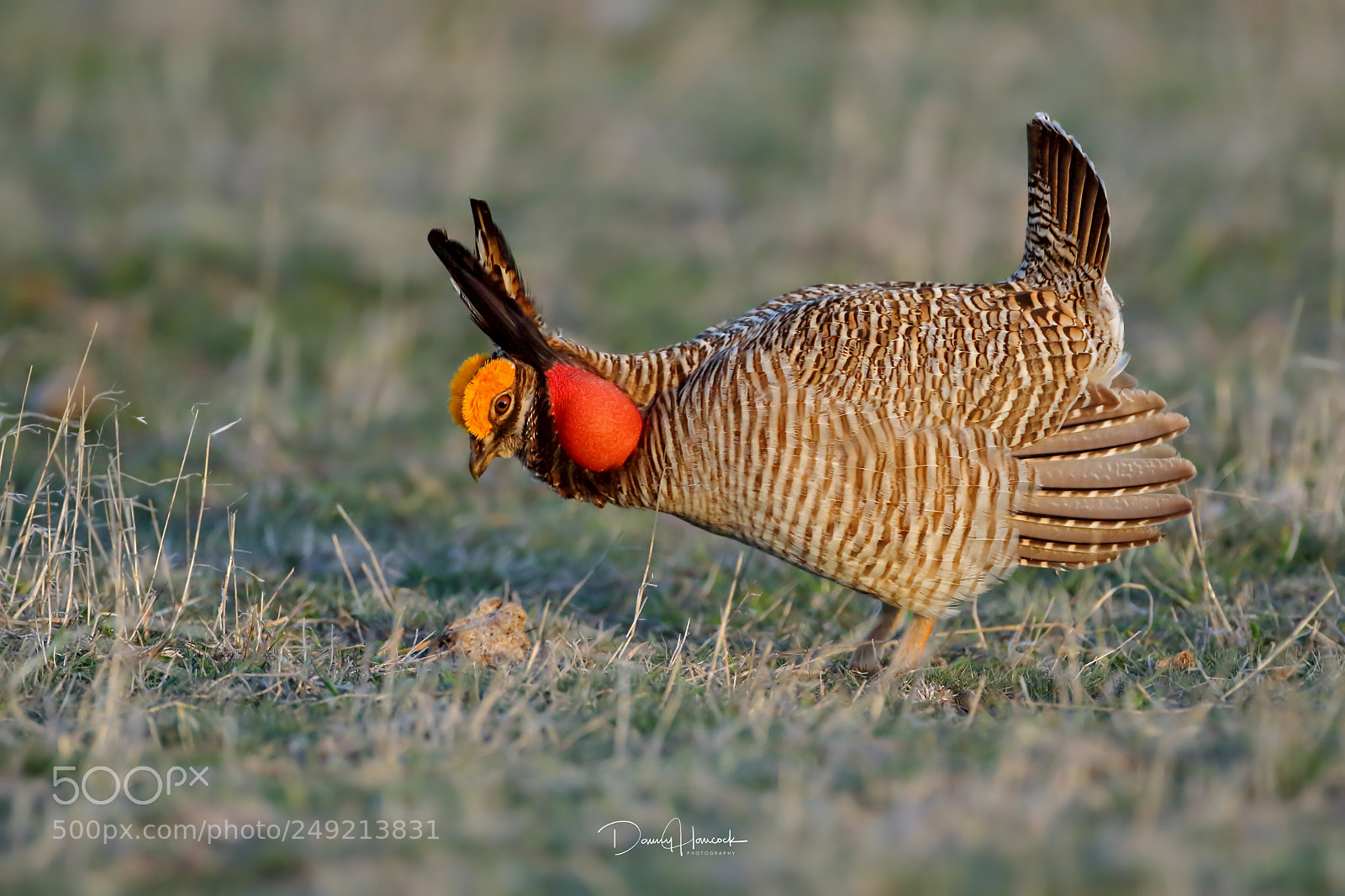 Canon EOS 7D sample photo. Lesser prairie-chicken, endangered species photography