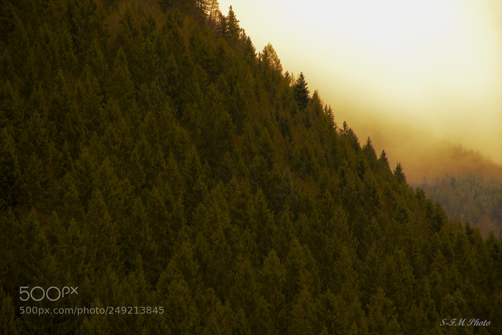 Nikon D5300 sample photo. Pine forest photography