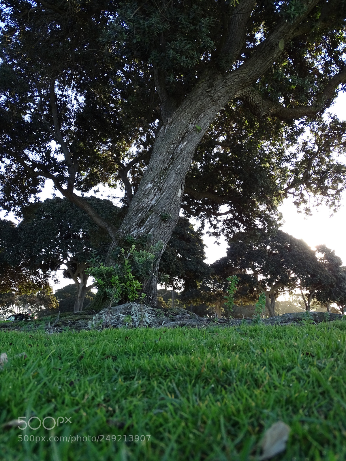 Sony Cyber-shot DSC-HX400V sample photo. Live in your roots photography