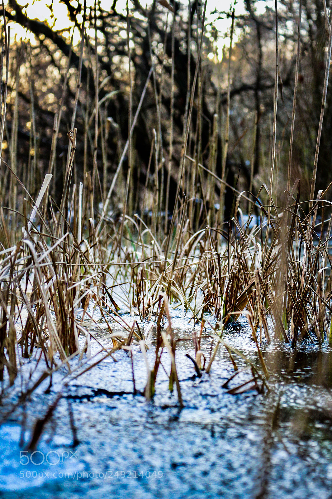Canon EOS 700D (EOS Rebel T5i / EOS Kiss X7i) sample photo. Canon 700d // winter photography