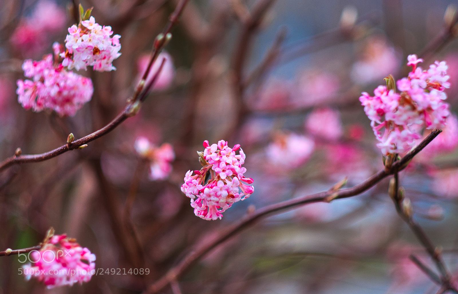 Fujifilm X-T2 sample photo. Blossoms photography