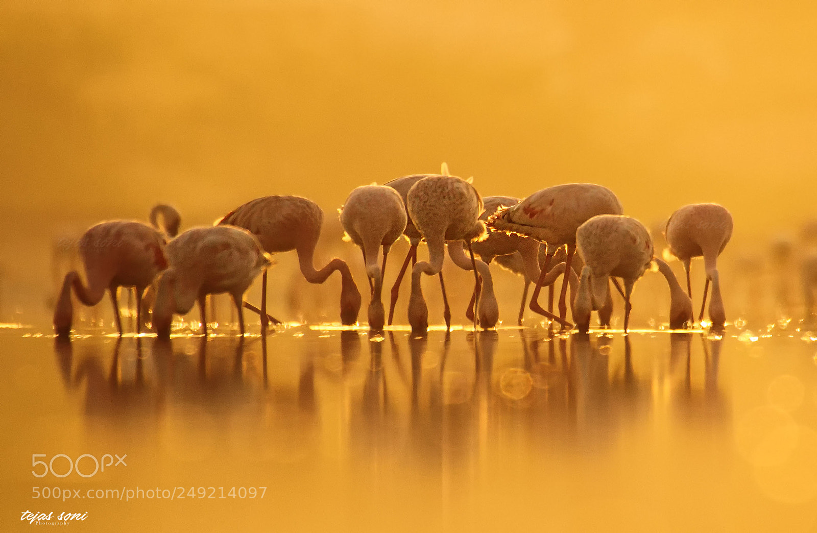 Canon EOS 7D sample photo. Lesser flamingo photography