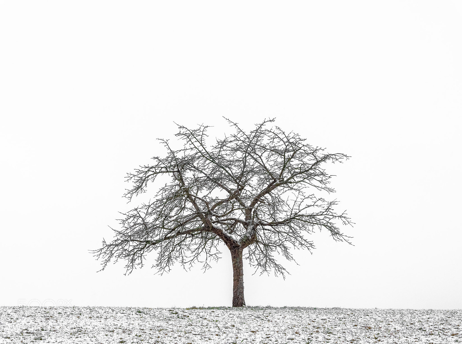 Panasonic Lumix DMC-GX8 sample photo. The lonesome cherry tree 2 photography