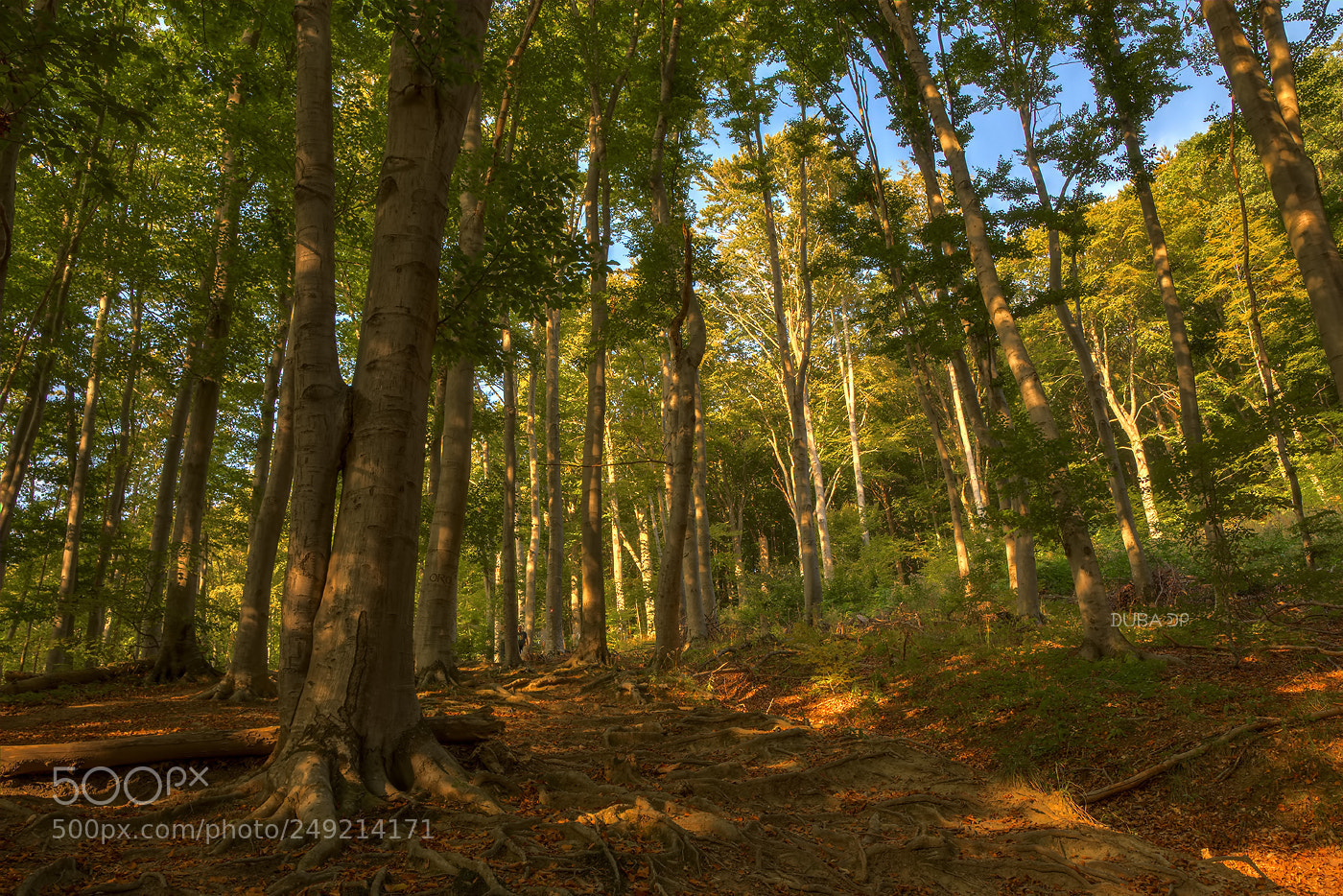 Nikon D7200 sample photo. Sunny in the woods photography
