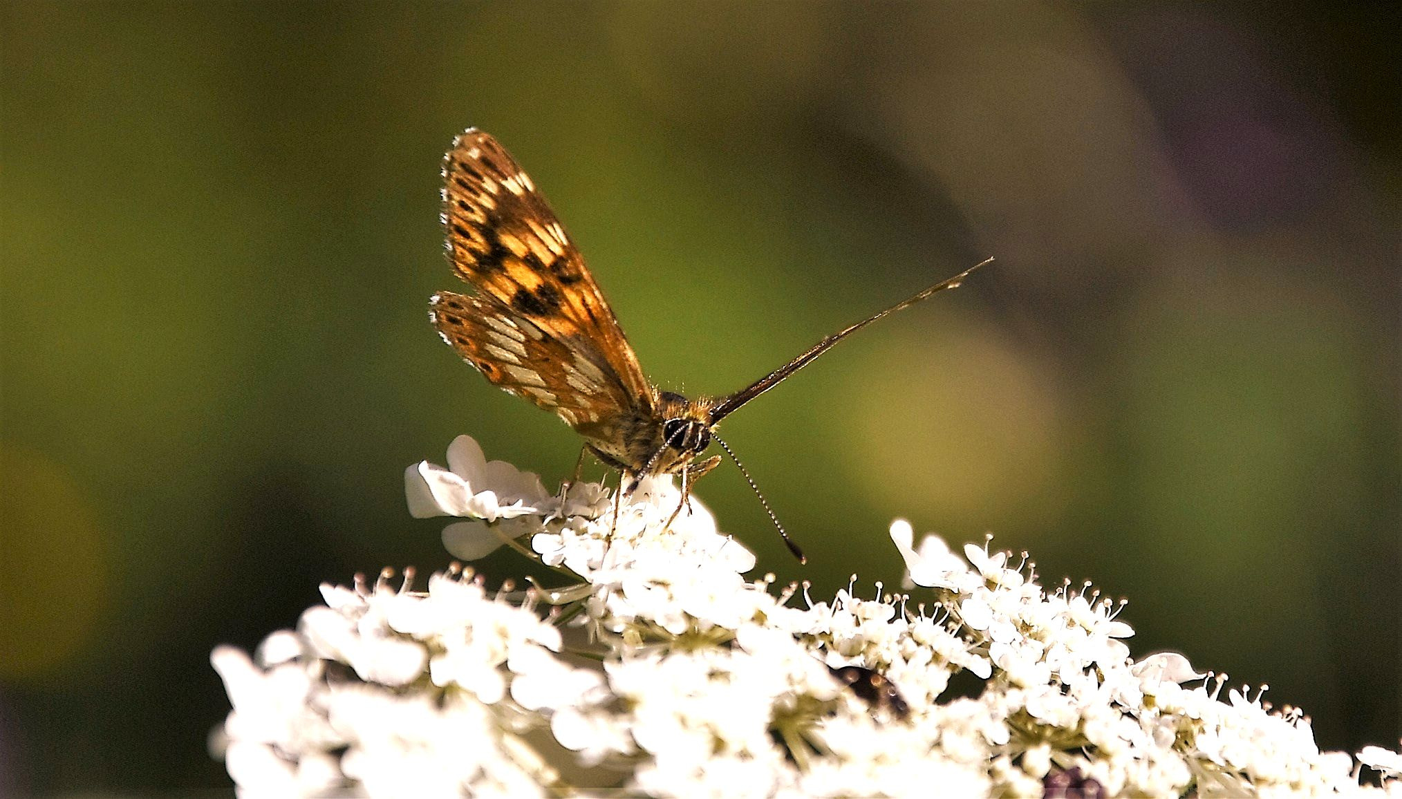 Nikon D5500 sample photo. Work in progress photography
