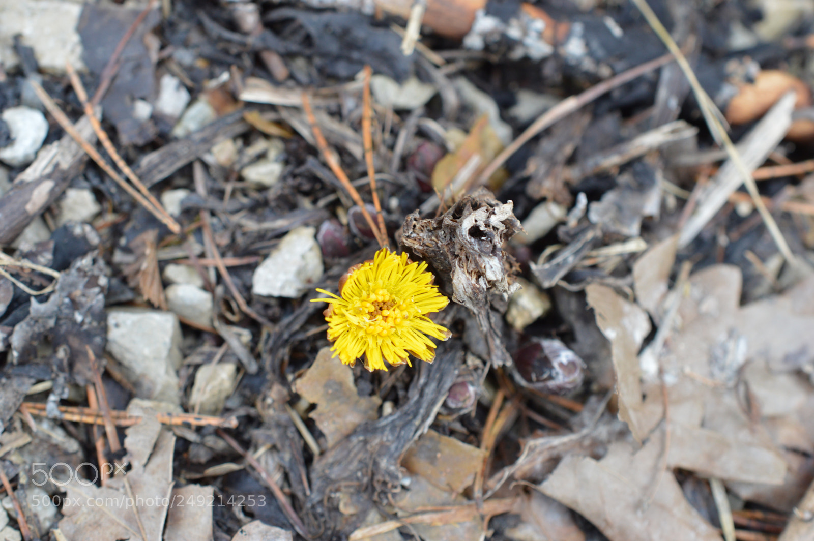 Nikon D3200 sample photo. The forest want to photography