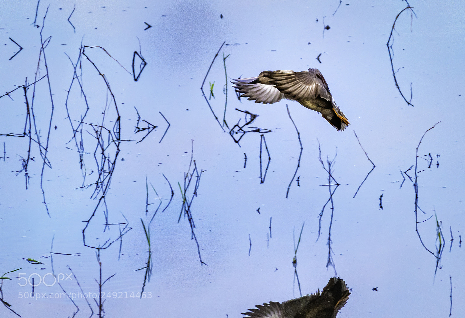 Nikon D810 sample photo. Water landing photography