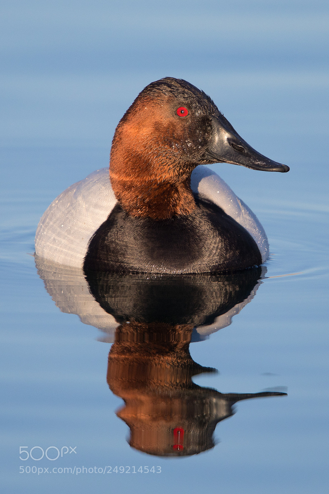 Canon EOS 5D Mark IV sample photo. Canvasback duck drake photography