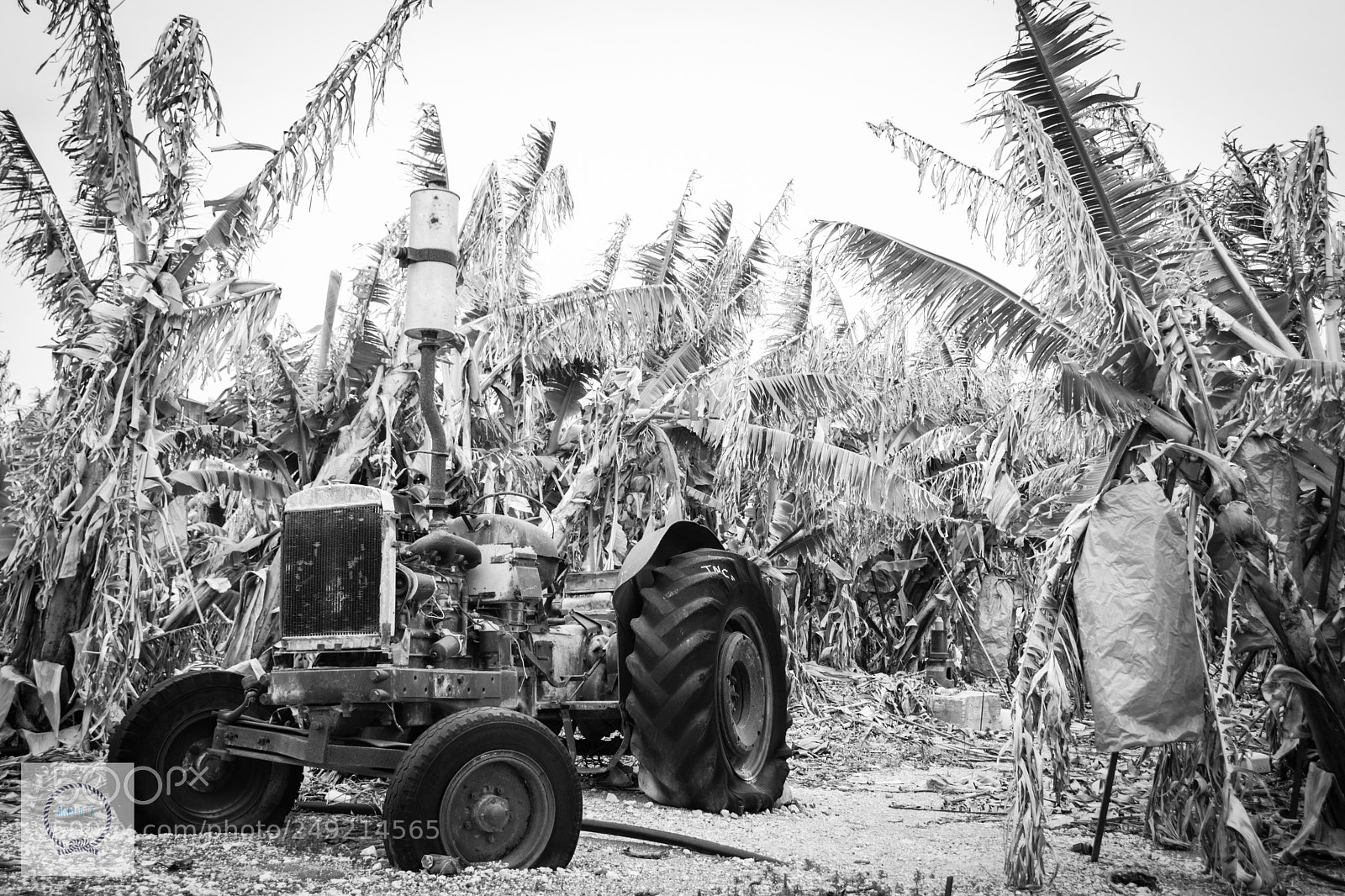 Nikon D7200 sample photo. Banana field photography