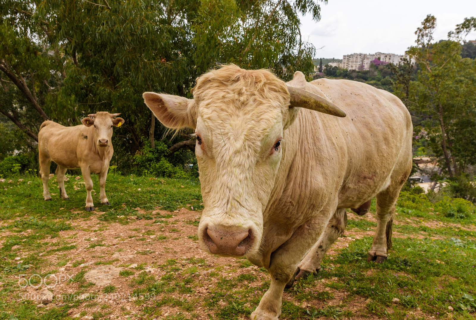 Nikon D7200 sample photo. Ox photography