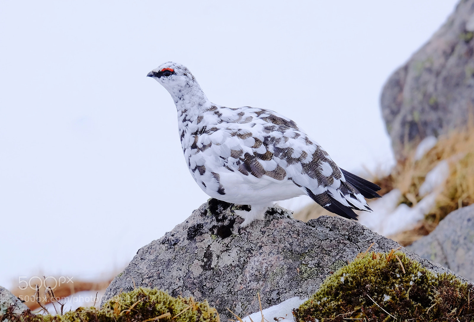 Fujifilm X-T1 sample photo. Ptarmigan, ben starav photography