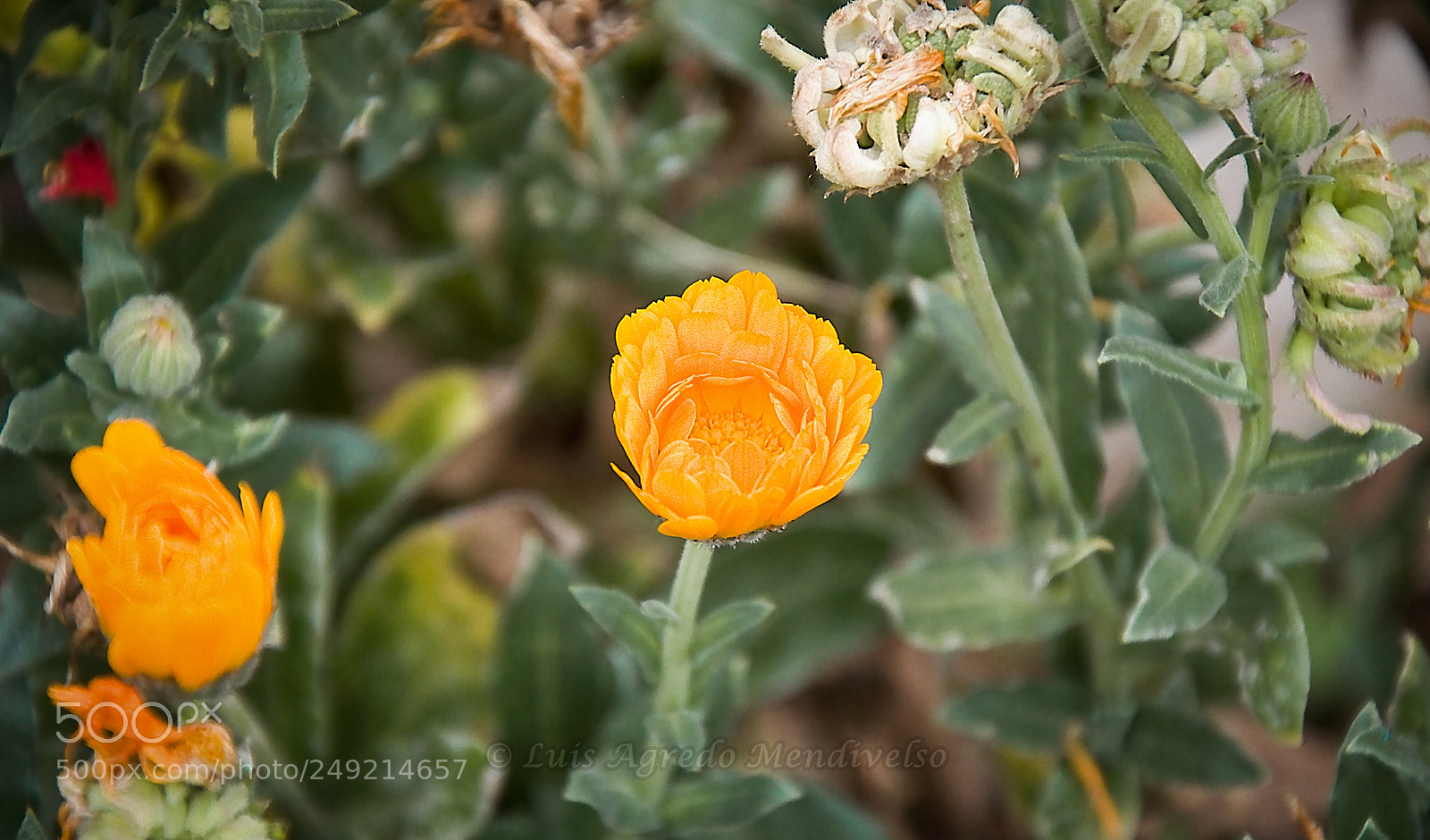 Nikon D90 sample photo. Beautiful yellow flower photography