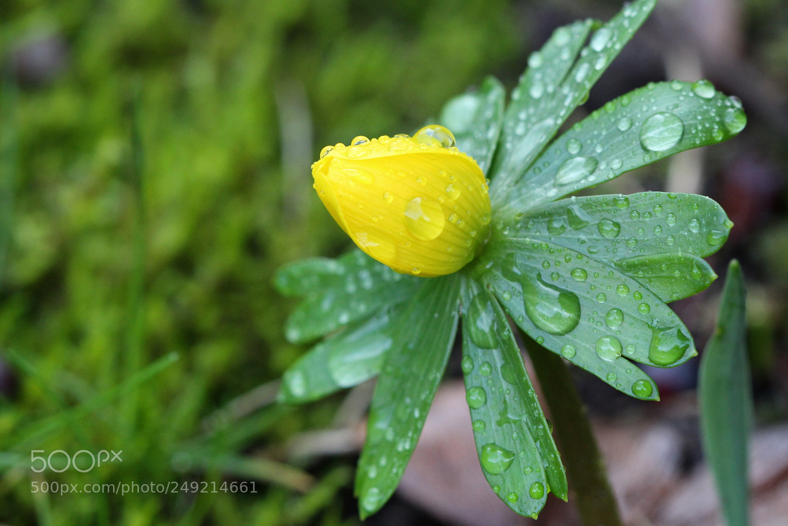 Canon EOS 700D (EOS Rebel T5i / EOS Kiss X7i) sample photo. Winterling photography