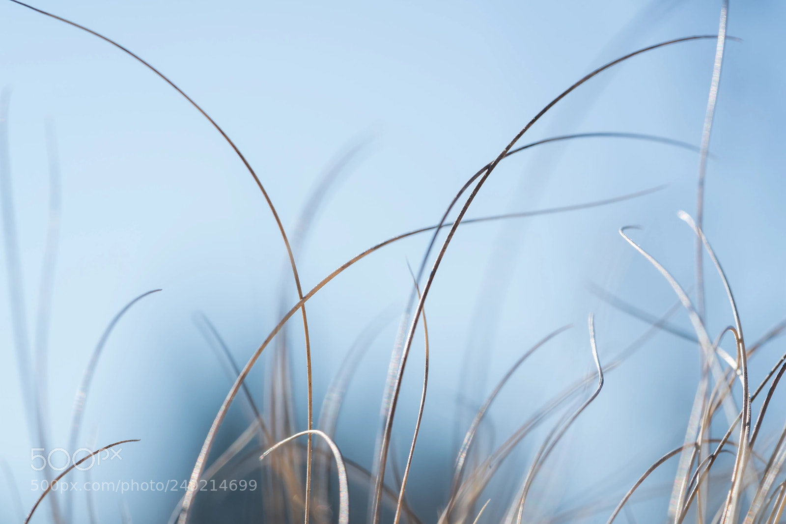 Sony a7R II sample photo. Contrasts on clear cold photography