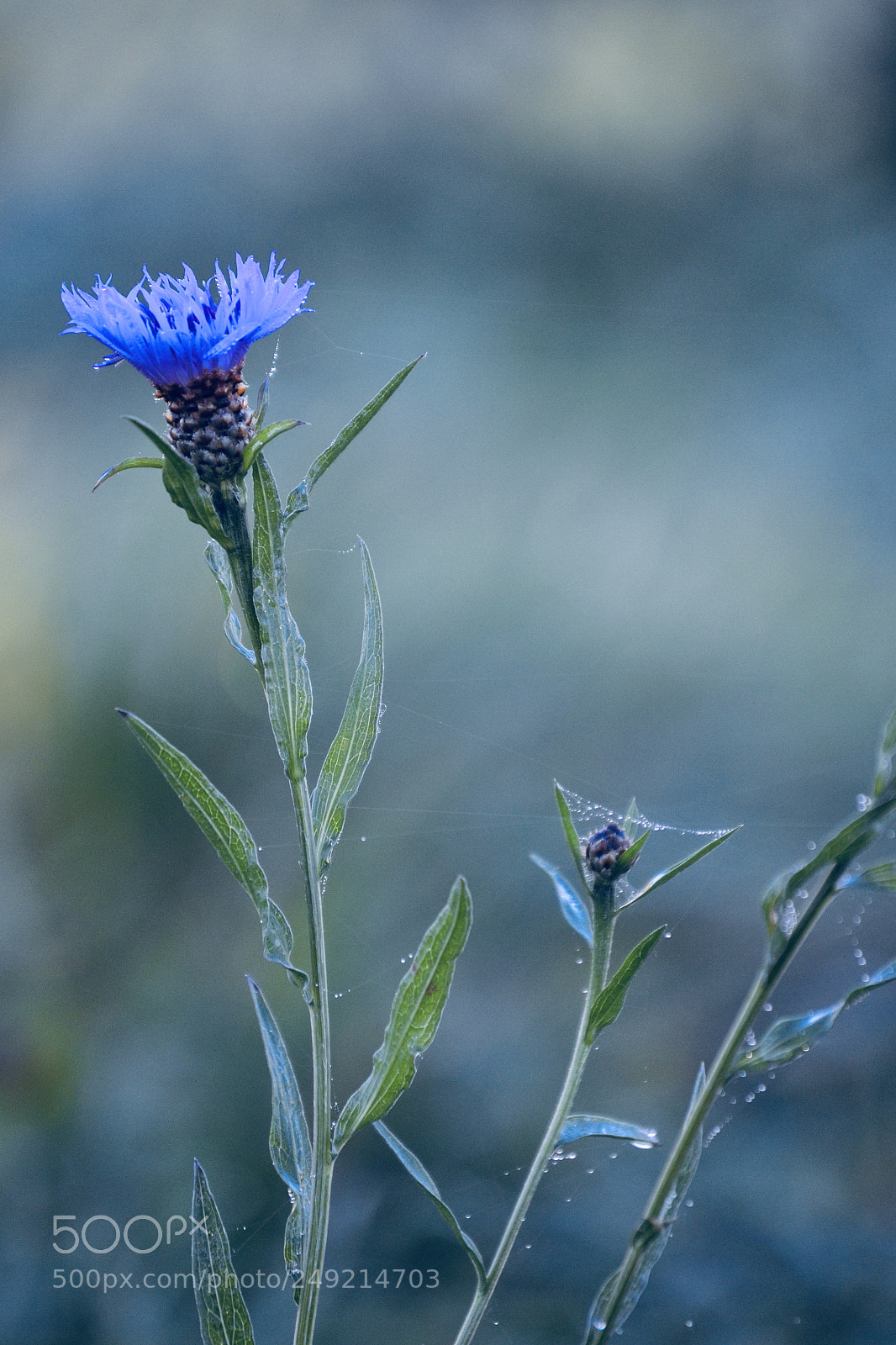 Nikon D3100 sample photo. Blue flower photography