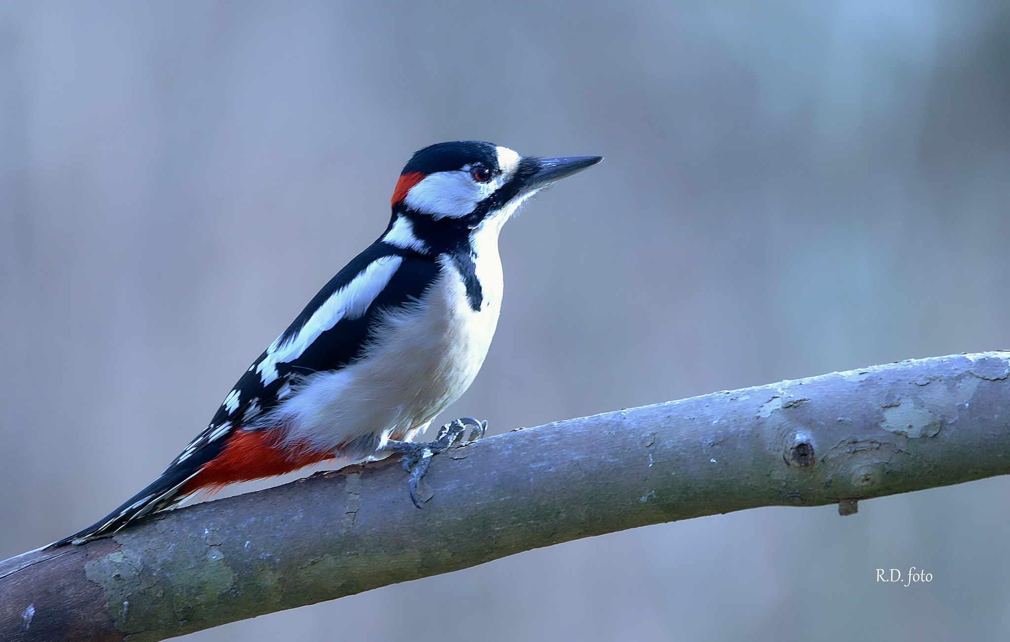 Sigma 150-500mm F5-6.3 DG OS HSM sample photo. Picchio rosso. photography