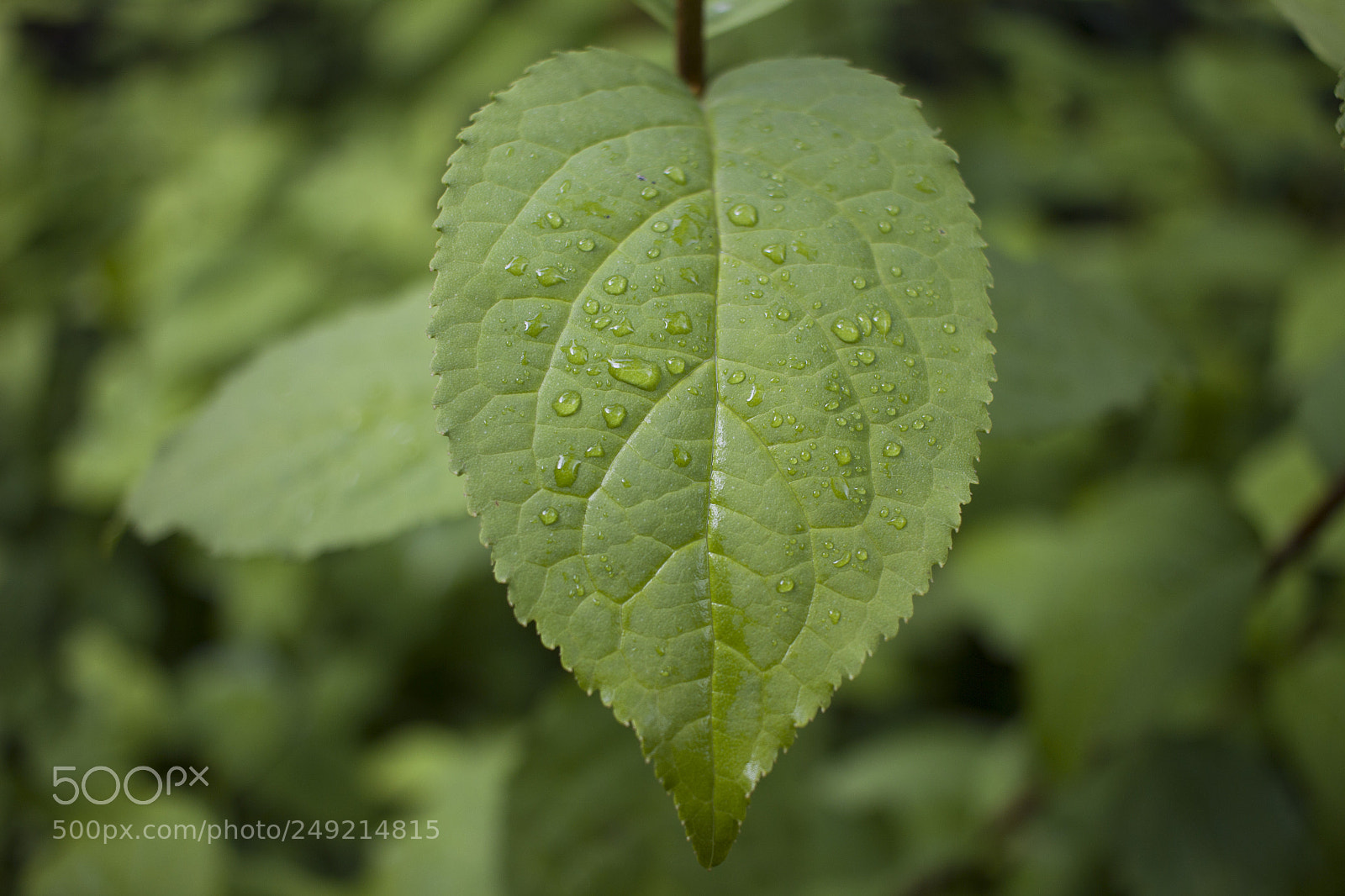 Canon EOS 600D (Rebel EOS T3i / EOS Kiss X5) sample photo. Wet leaf photography