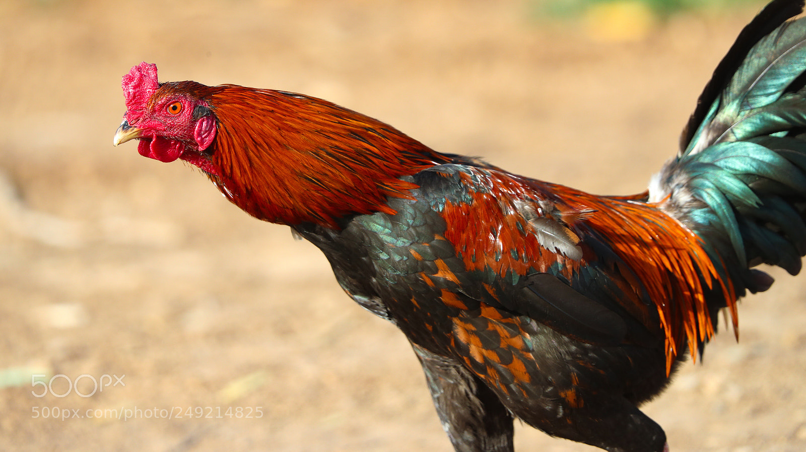 Canon EOS-1D X Mark II sample photo. Untitled photography