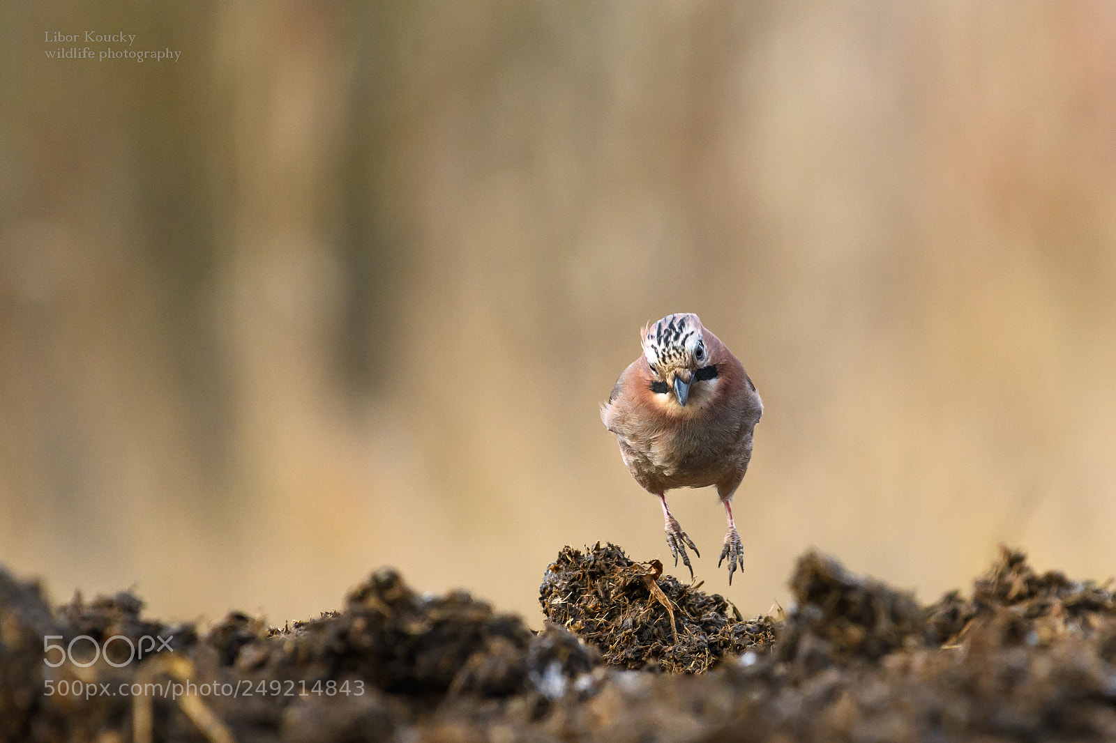 Nikon D500 sample photo. Jay (garrulus glandarius) photography