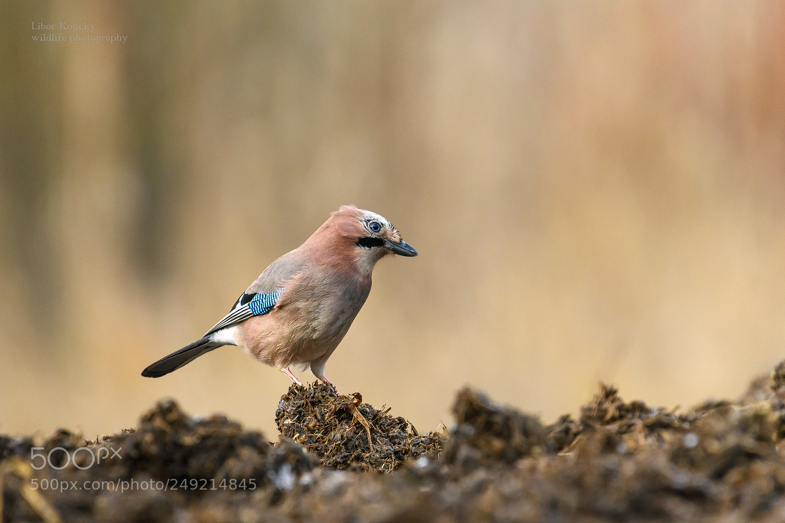 Nikon D500 sample photo. Jay (garrulus glandarius) photography