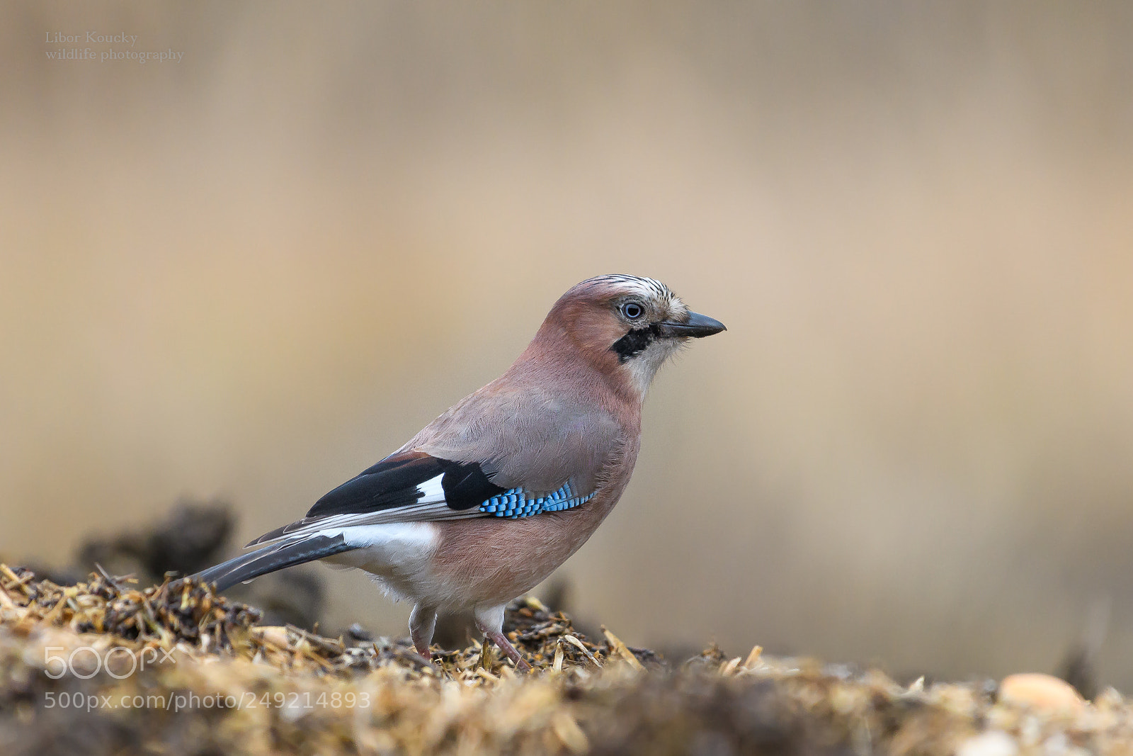 Nikon D500 sample photo. Jay (garrulus glandarius) photography