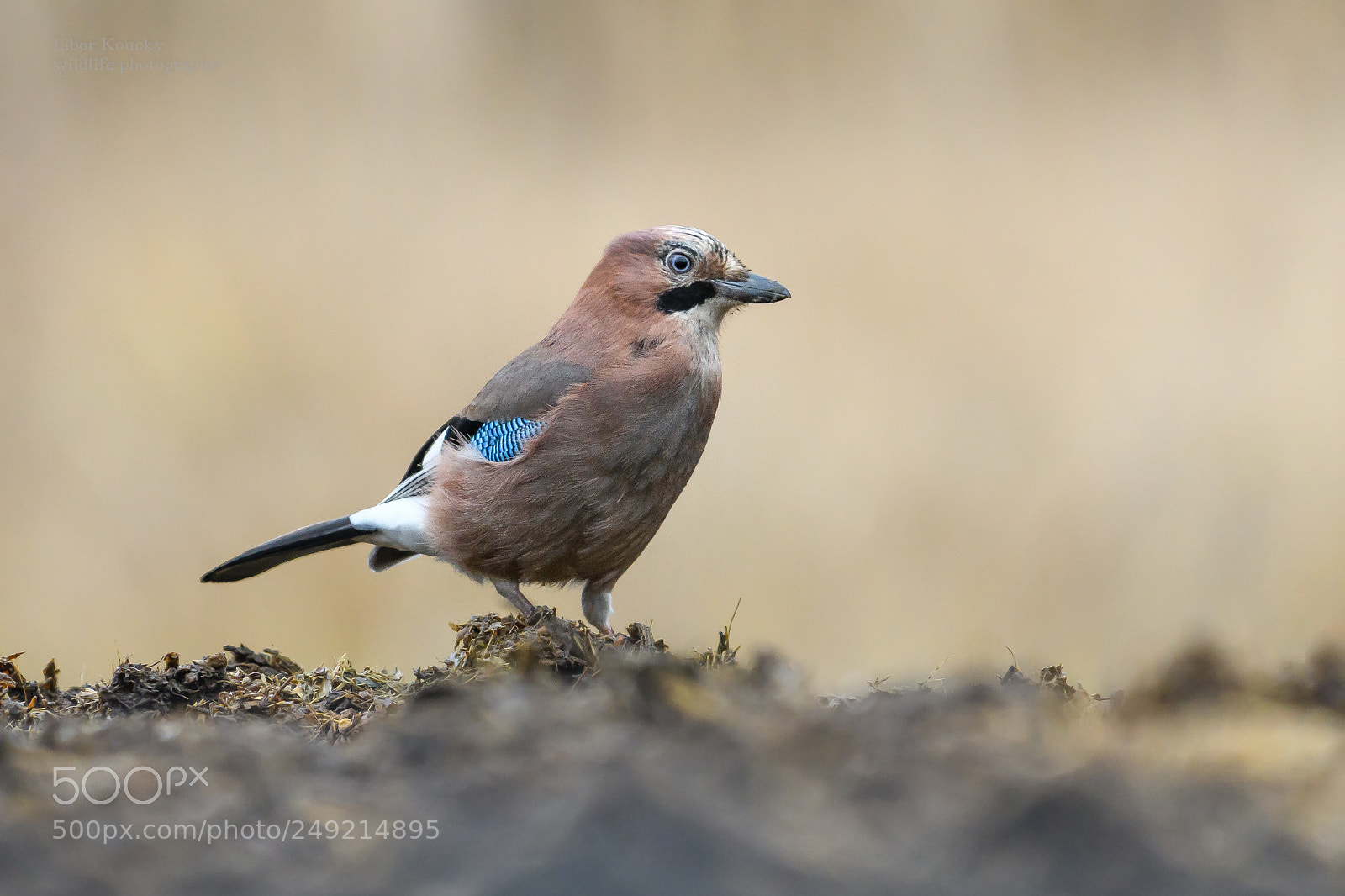 Nikon D500 sample photo. Jay (garrulus glandarius) photography
