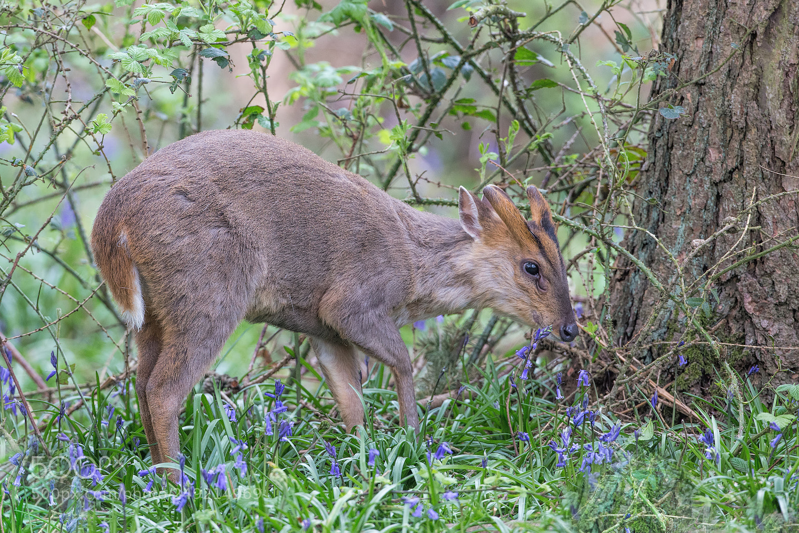 Canon EOS-1D X sample photo. Muntjac photography