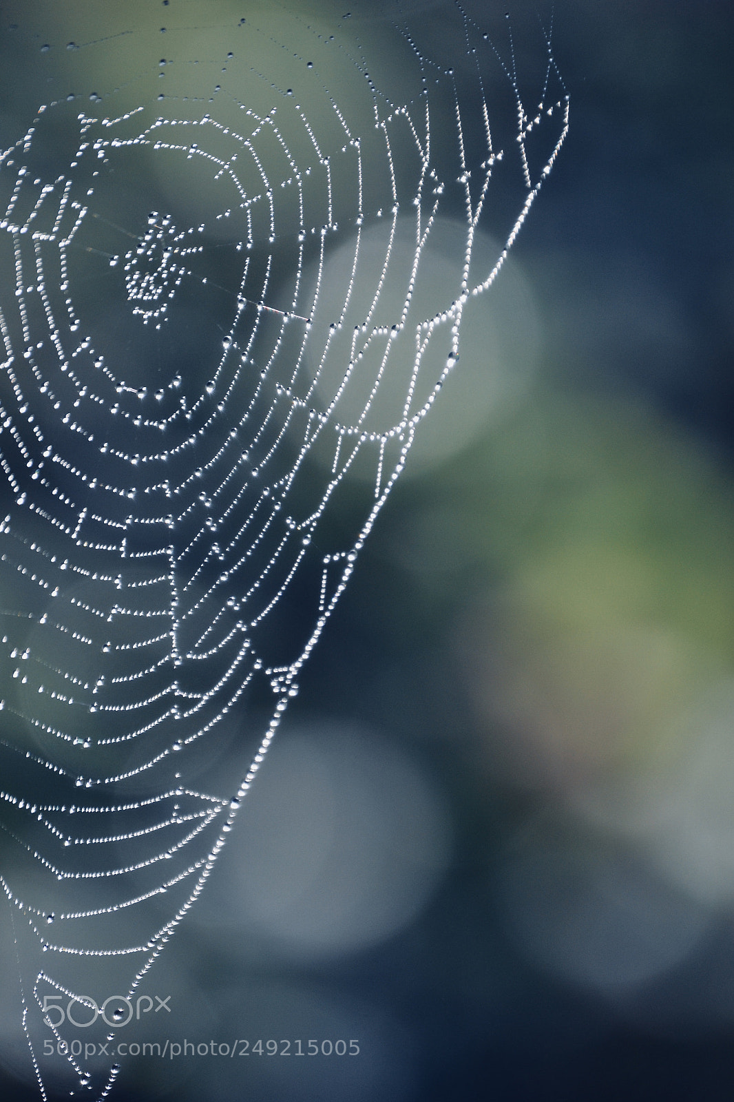 Nikon D3100 sample photo. Cobweb with dew photography