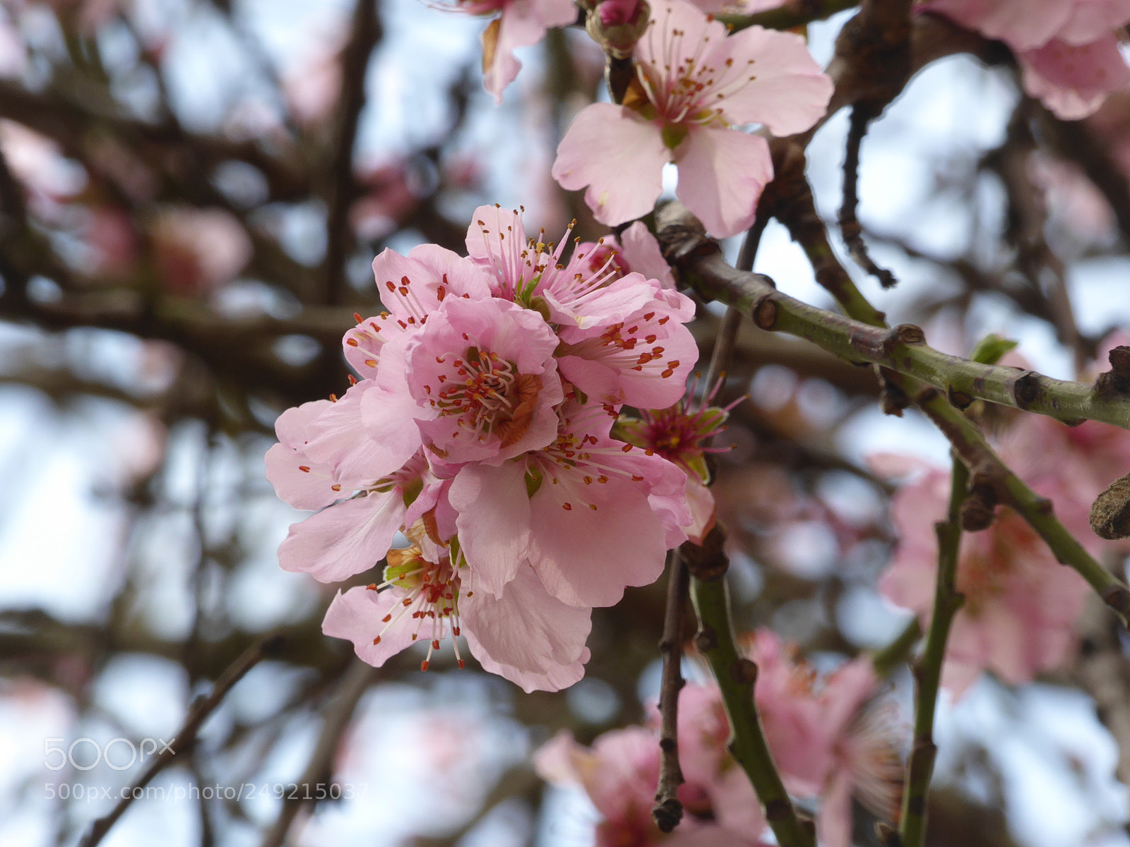 Panasonic Lumix DMC-ZS40 (Lumix DMC-TZ60) sample photo. Spring is coming photography