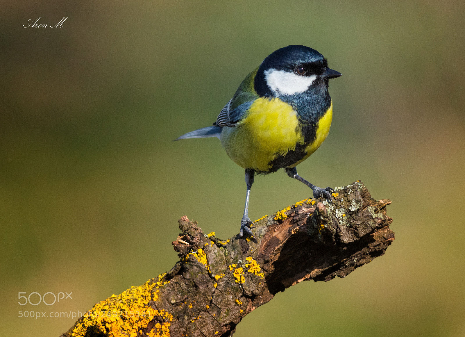 Nikon D7200 sample photo. Cute photography