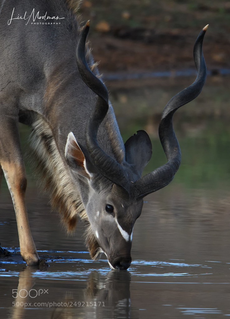 Nikon D500 sample photo. Kudu bull photography