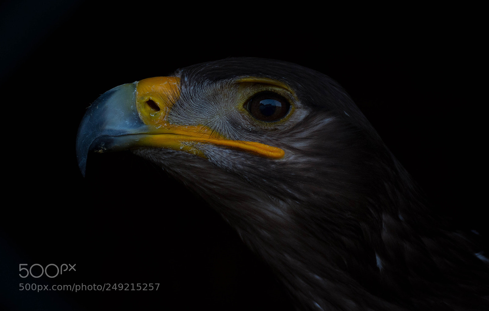 Nikon D7100 sample photo. Aquila nipalensis photography