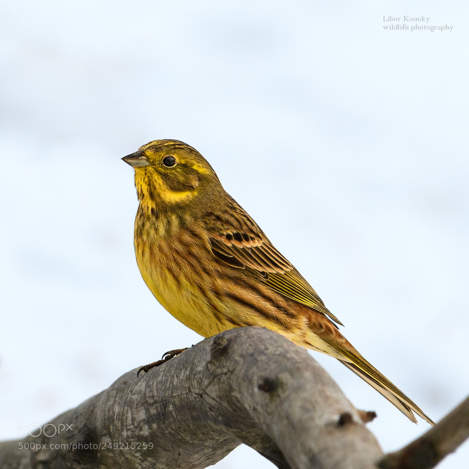 Nikon D500 sample photo. Yellowhammer photography
