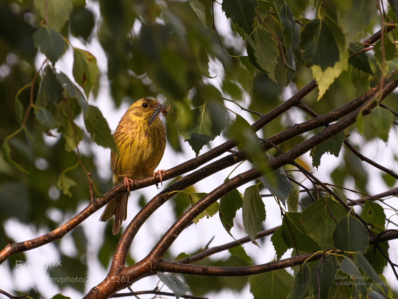 Nikon D500 sample photo. Yellowhammer photography