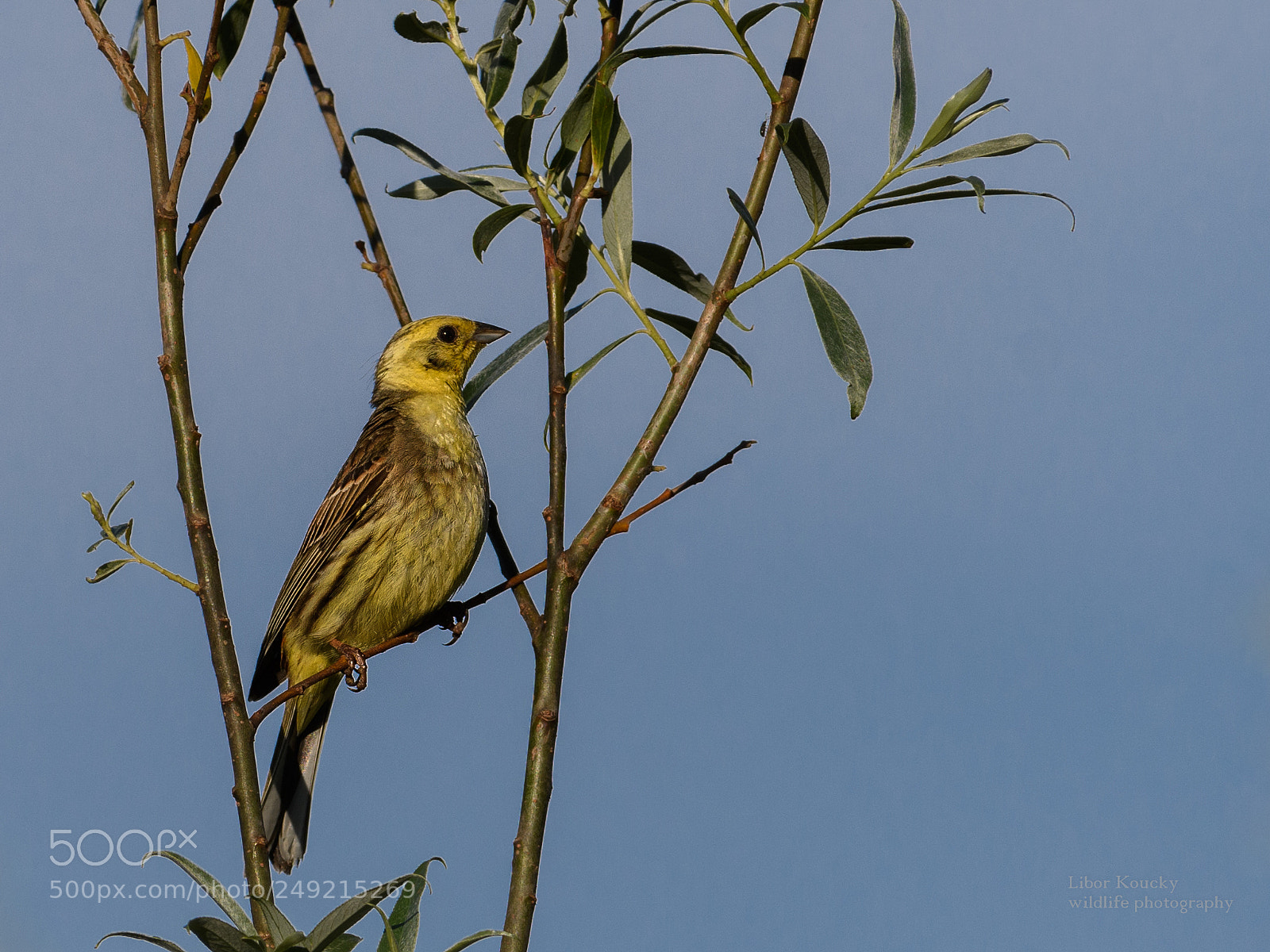 Nikon D500 sample photo. Yellowhammer photography