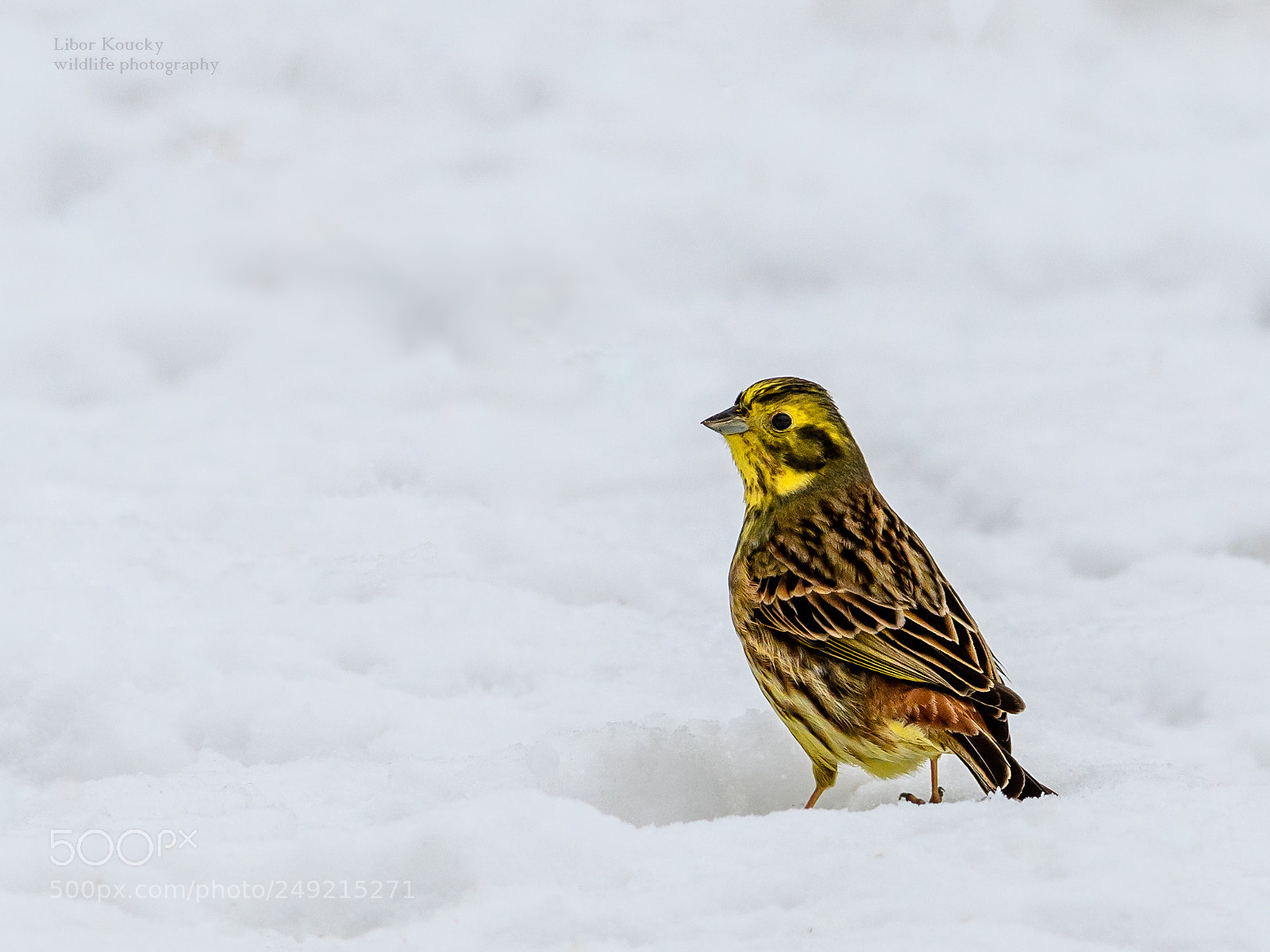 Nikon D500 sample photo. Yellowhammer photography