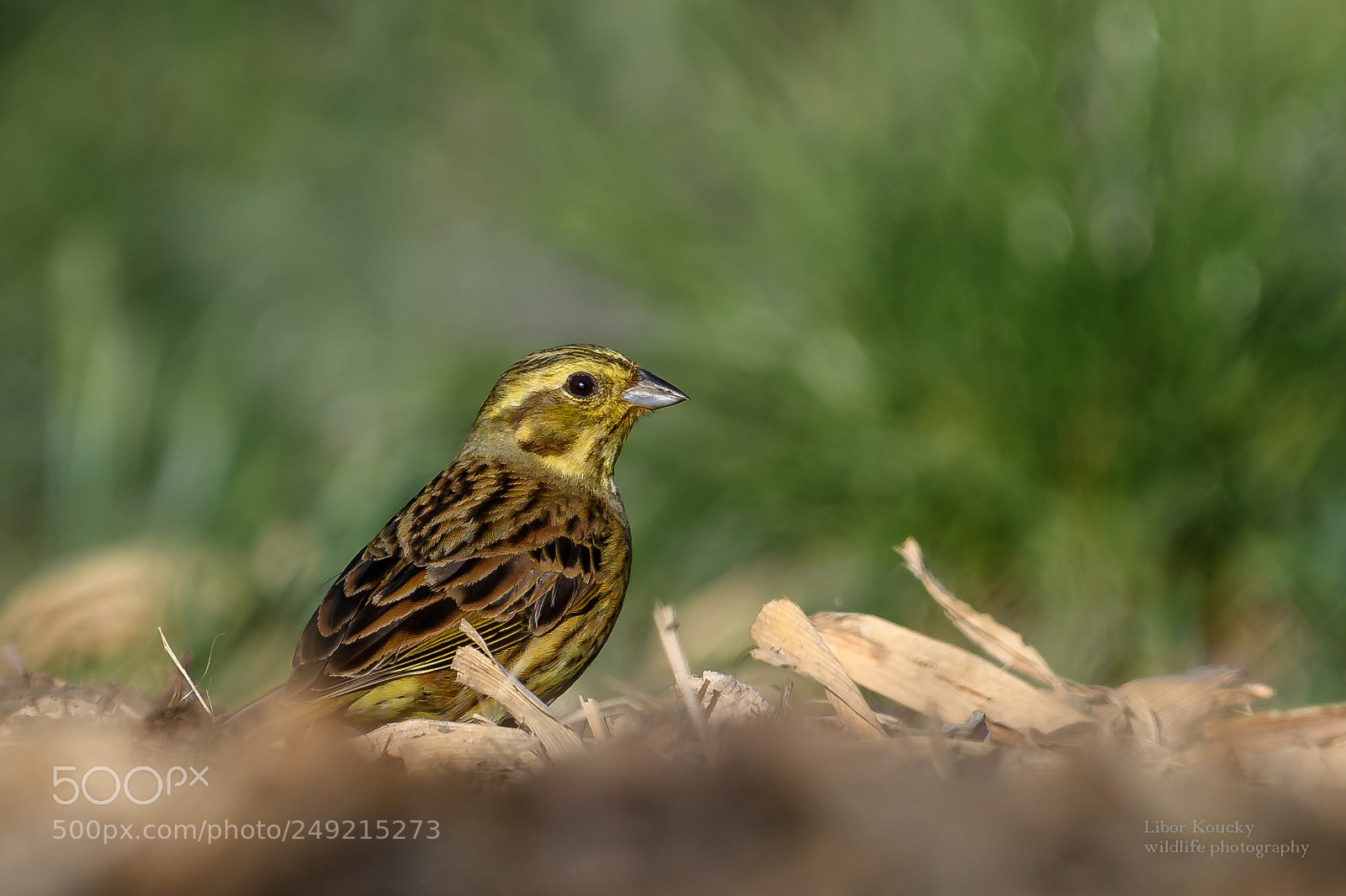 Nikon D500 sample photo. Yellowhammer photography