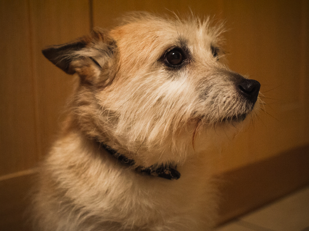 Panasonic Lumix DMC-GF5 sample photo. Layla in the kitchen photography