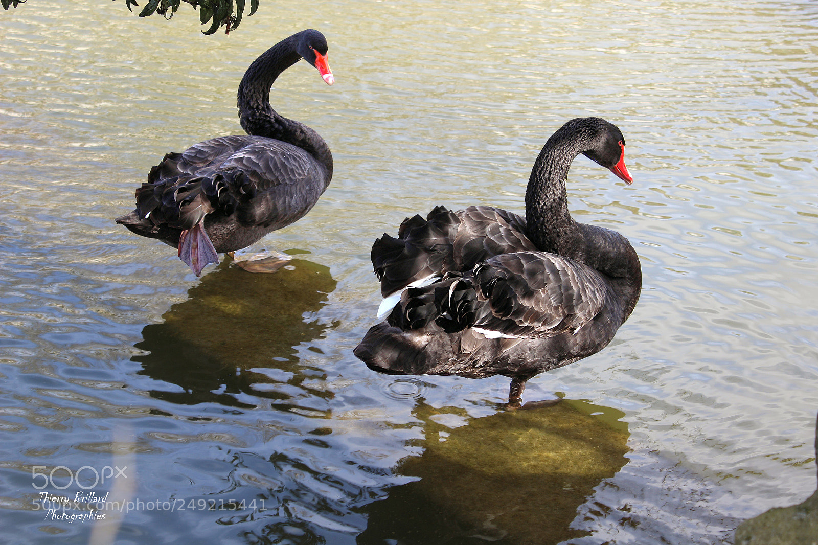 Canon EOS 600D (Rebel EOS T3i / EOS Kiss X5) sample photo. Deux cygnes noirs photography