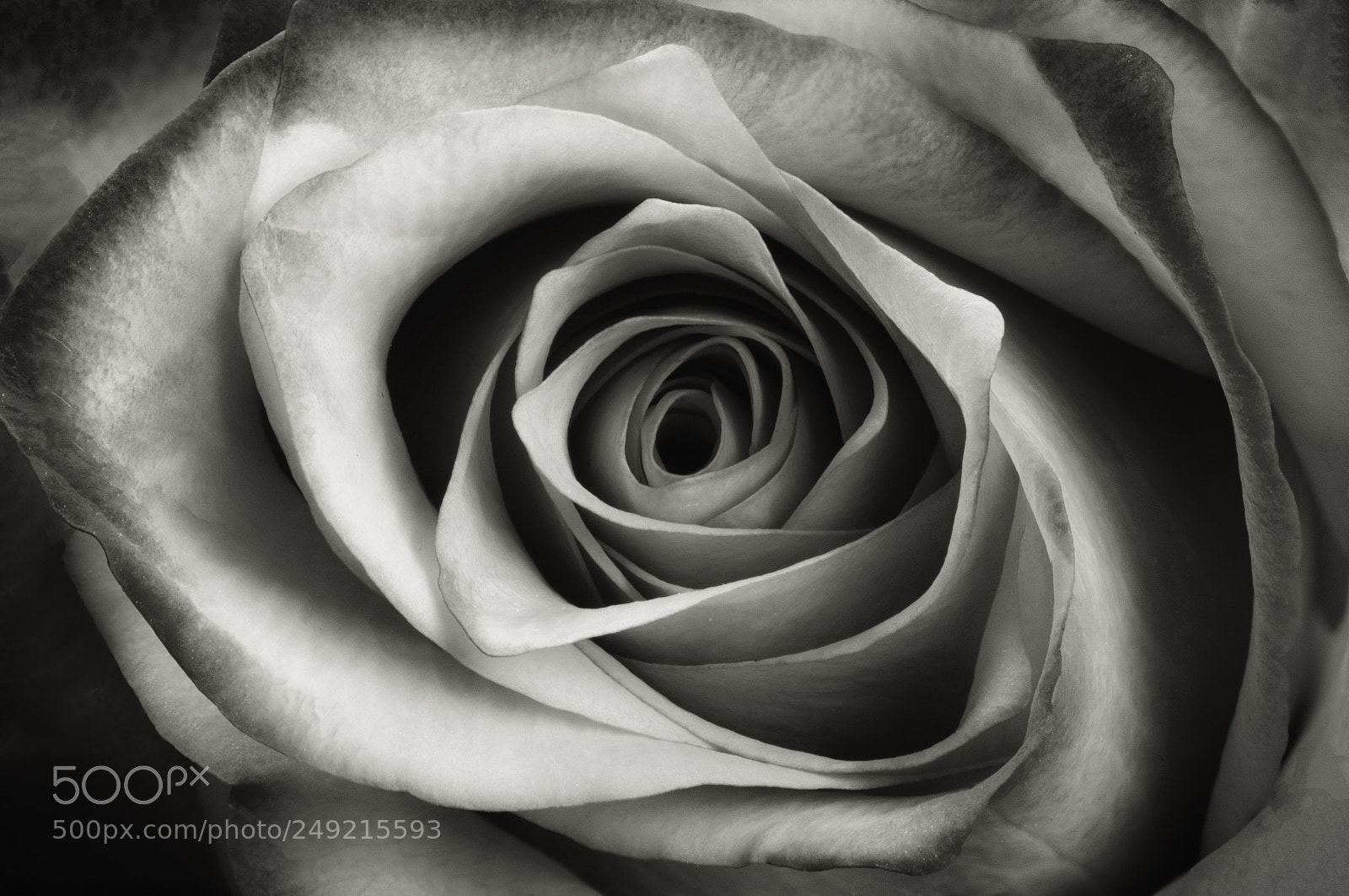 Canon EOS 7D Mark II sample photo. Dark rose photography