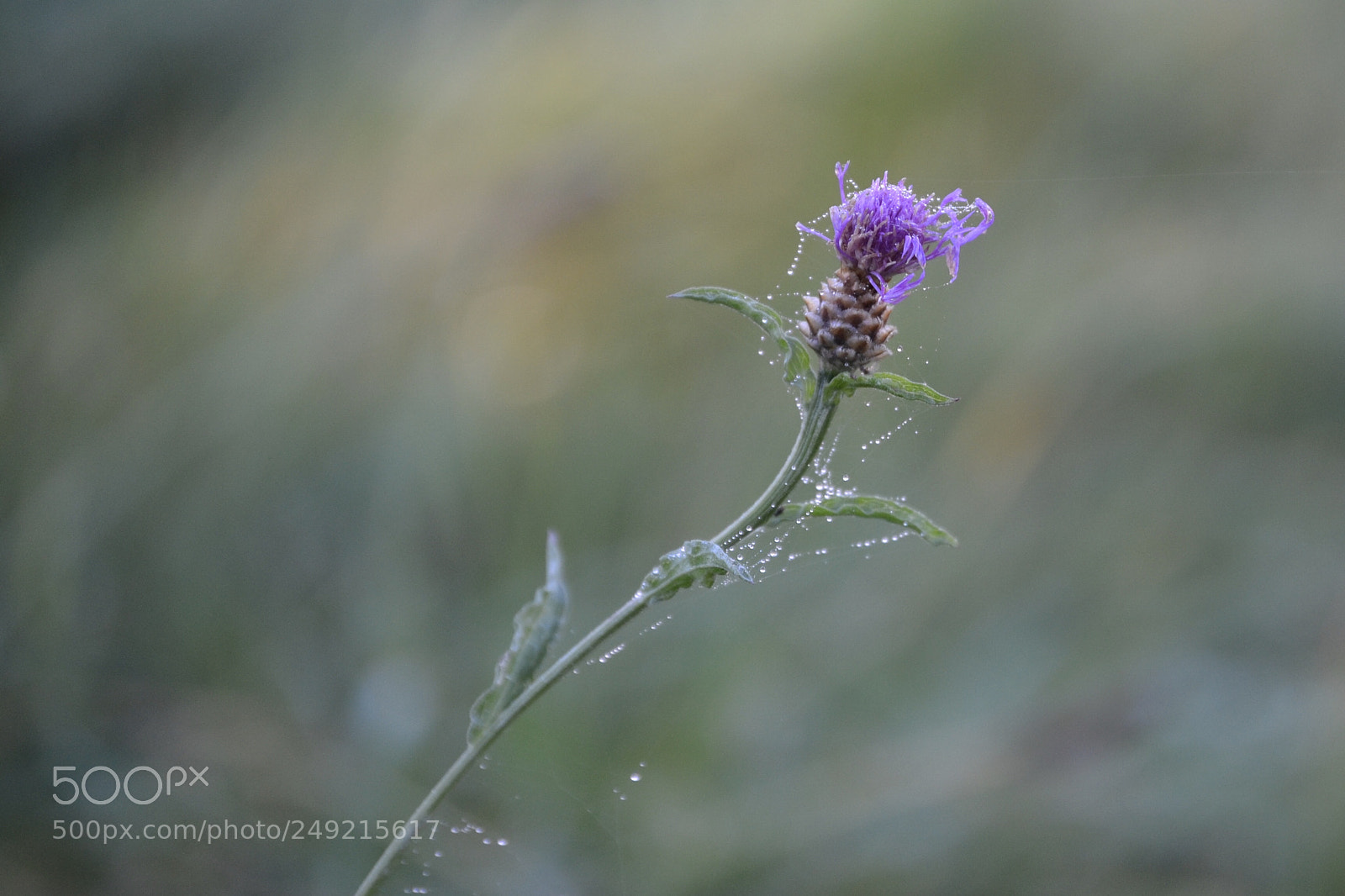 Nikon D3100 sample photo. Purple flower with dew photography