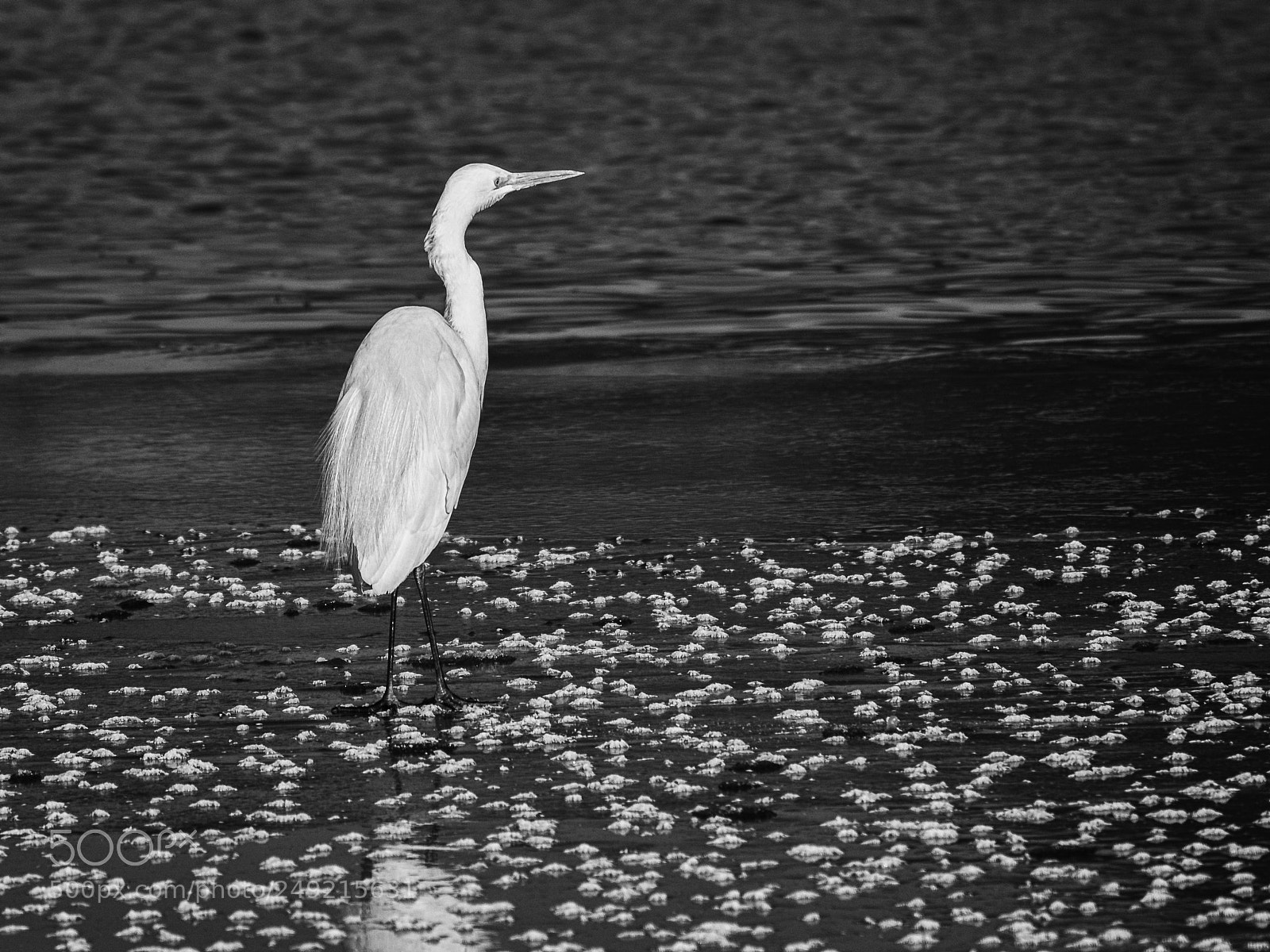 Nikon D610 sample photo. Black on white photography