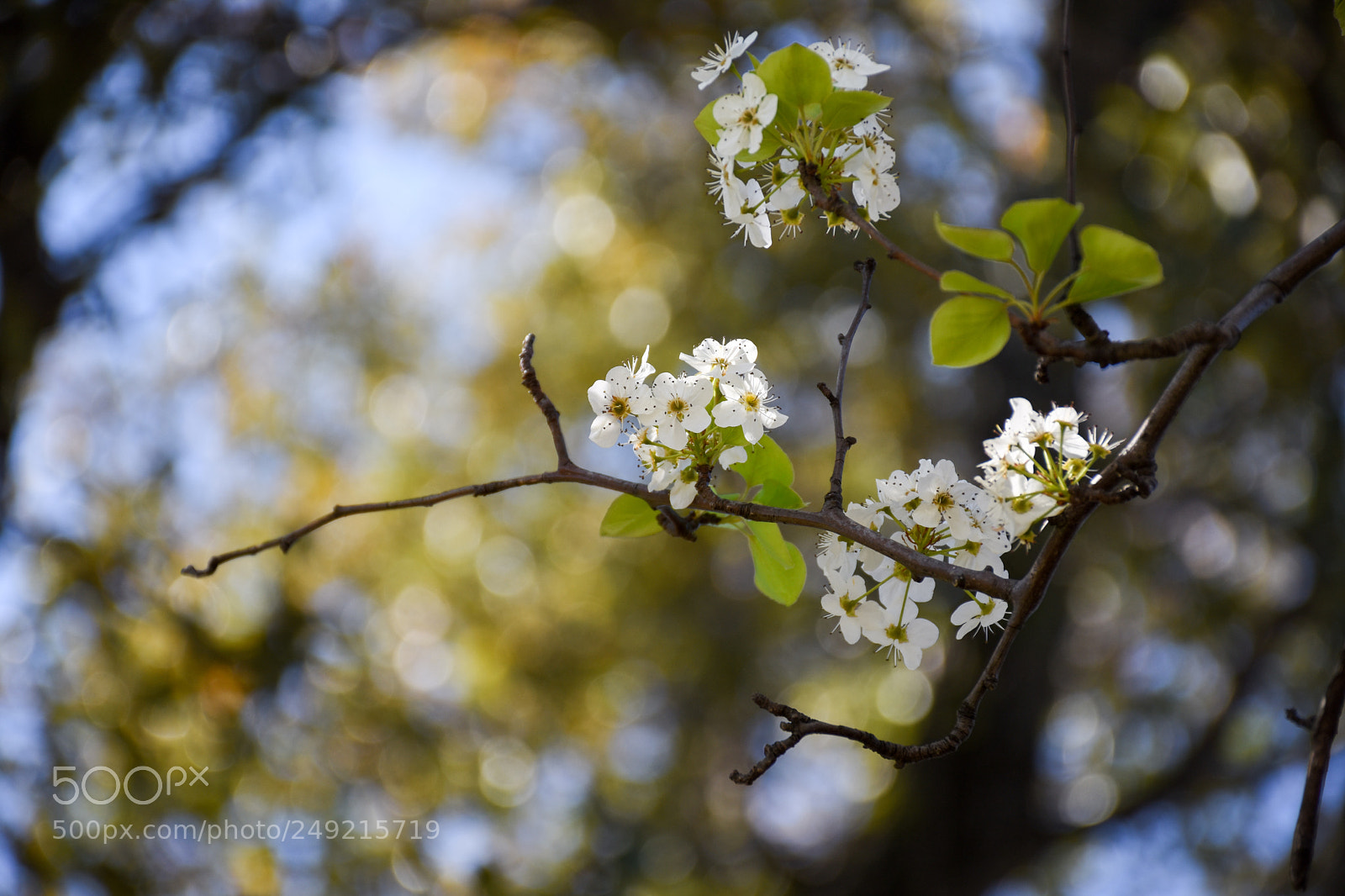 Nikon D7200 sample photo. Welcome spring photography