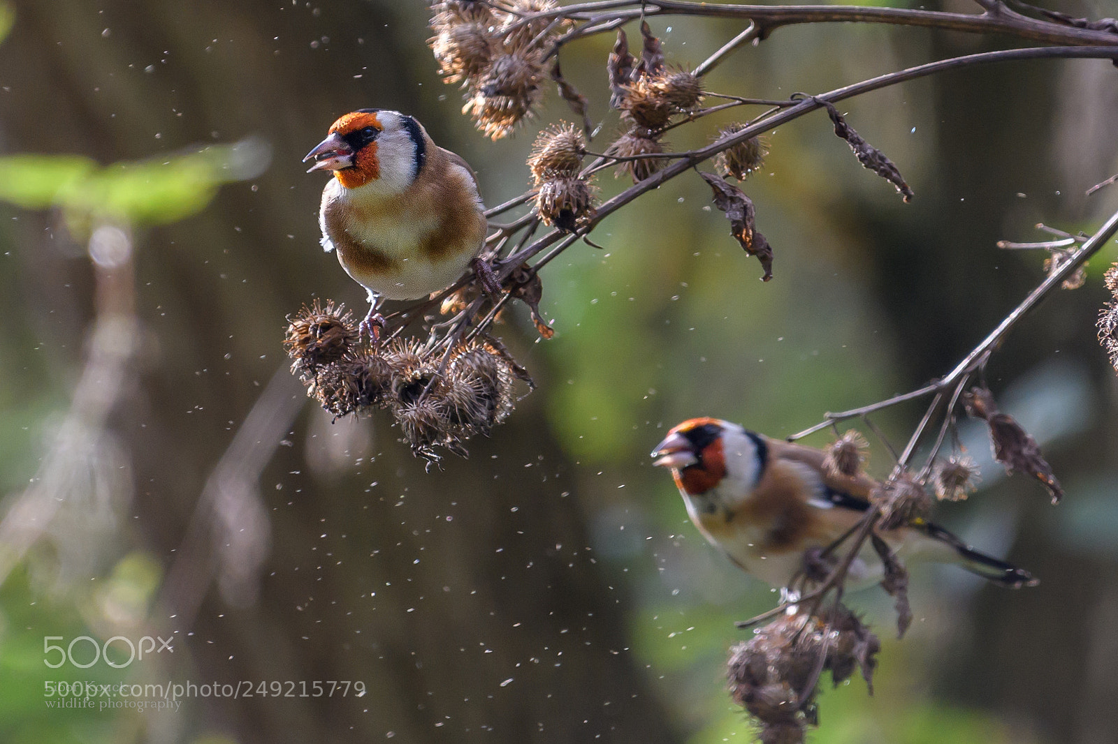 Nikon D500 sample photo. Goldfinch (carduelis carduelis) photography